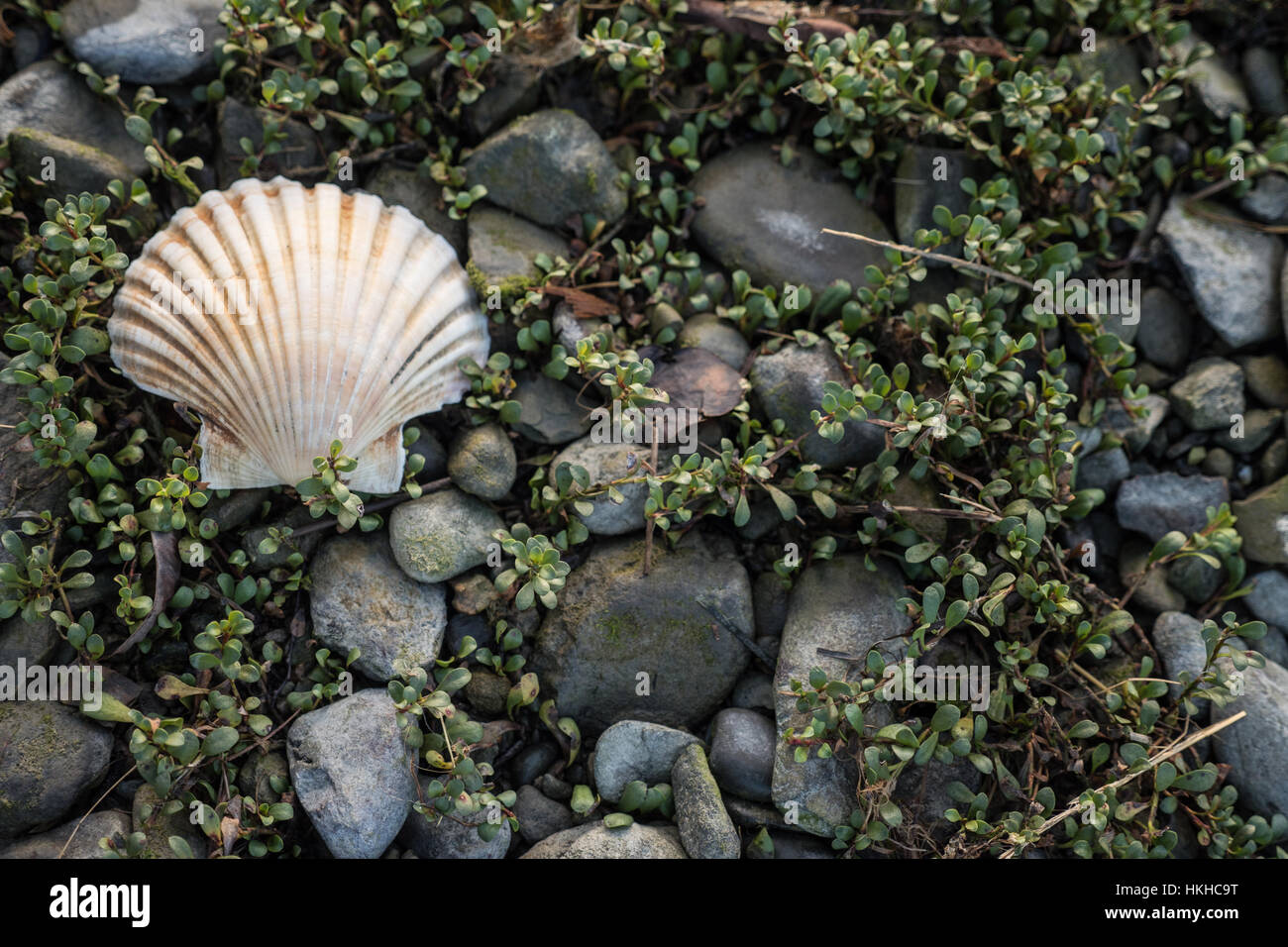 Scallop shells on sea shore, Pelorus Sound, Havelock, South Island, New ...
