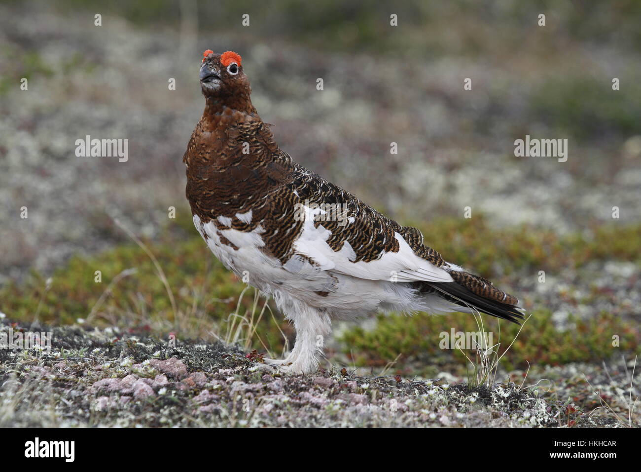 Teleboshlovchilarning soxta fotosuratlari Juda chuqur dildo porno