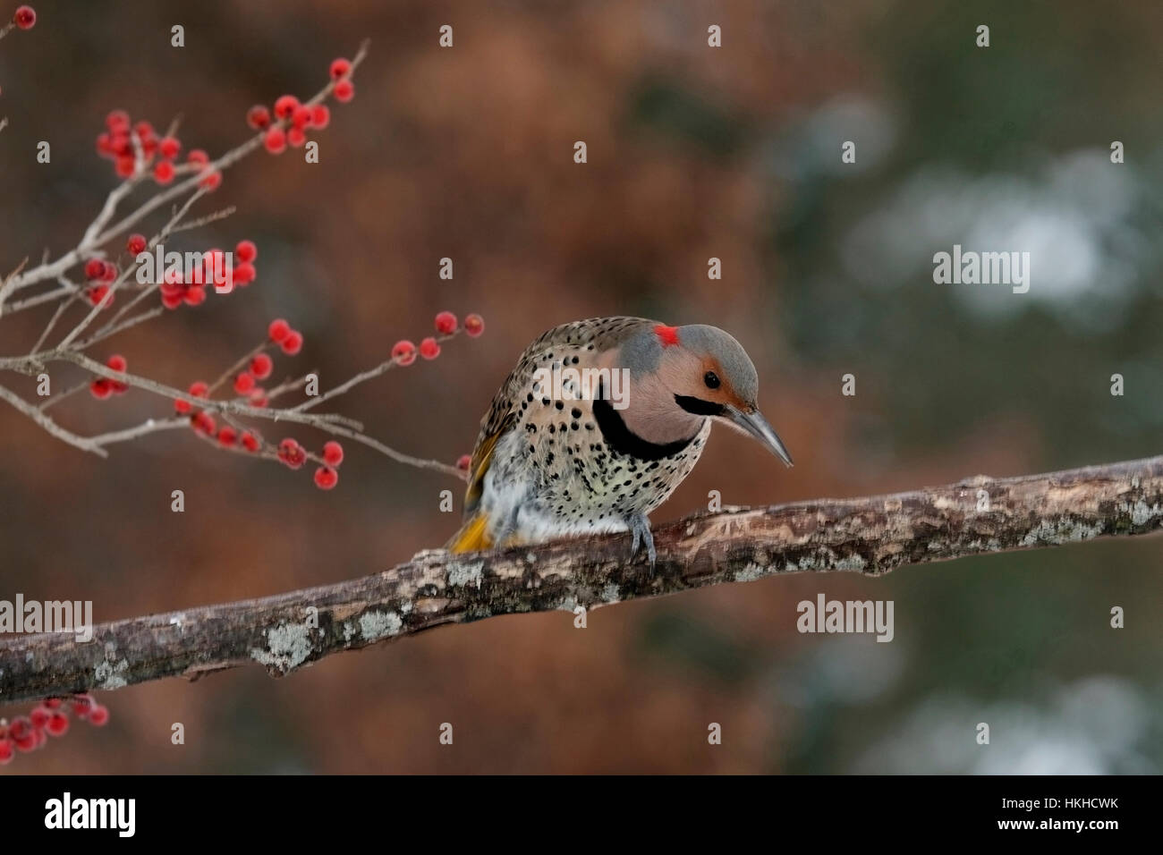 Northern flicker perches on branch with winterberry in background Stock Photo