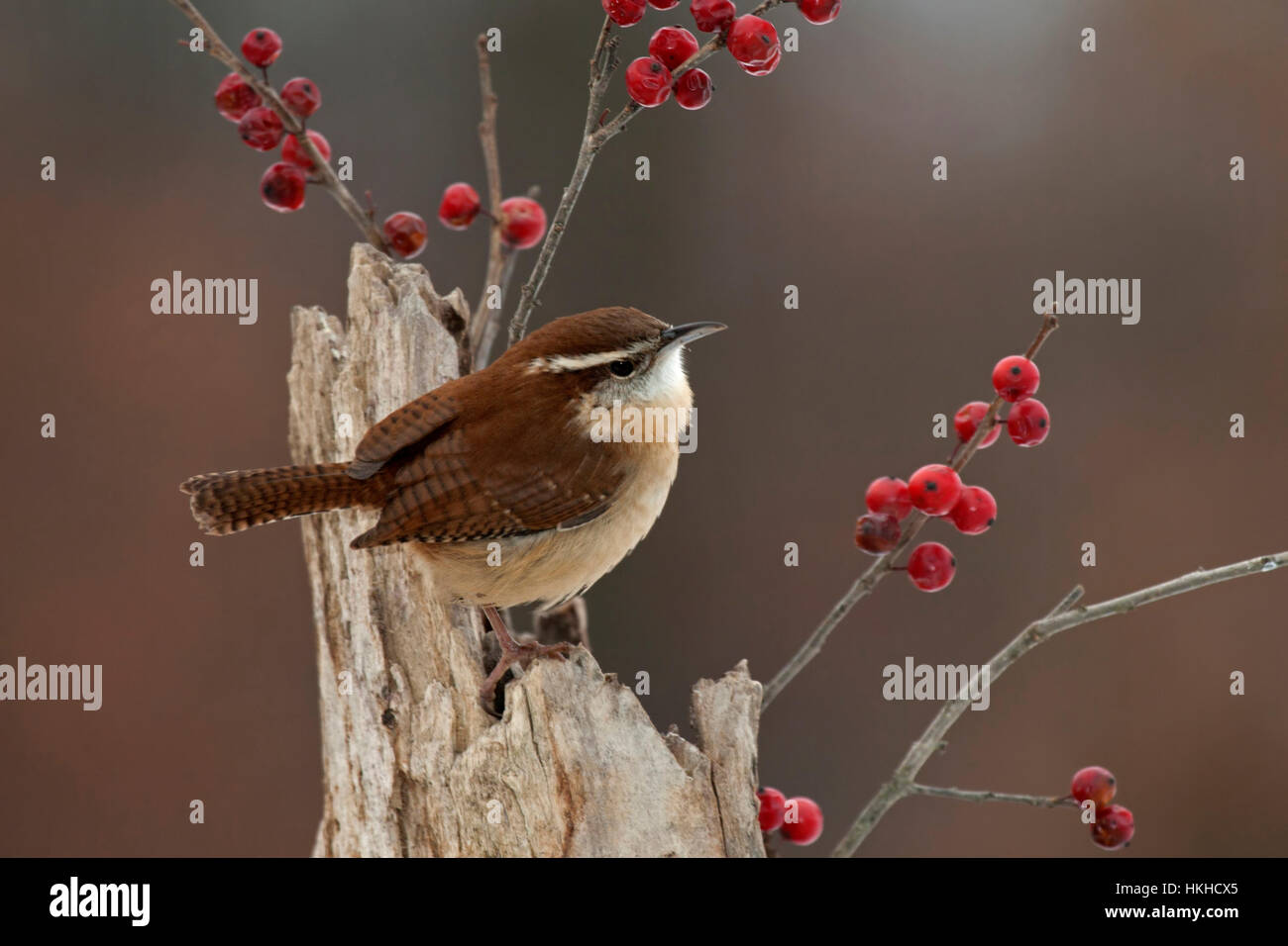 Carolina wren perched on weathered post with winterberry Stock Photo