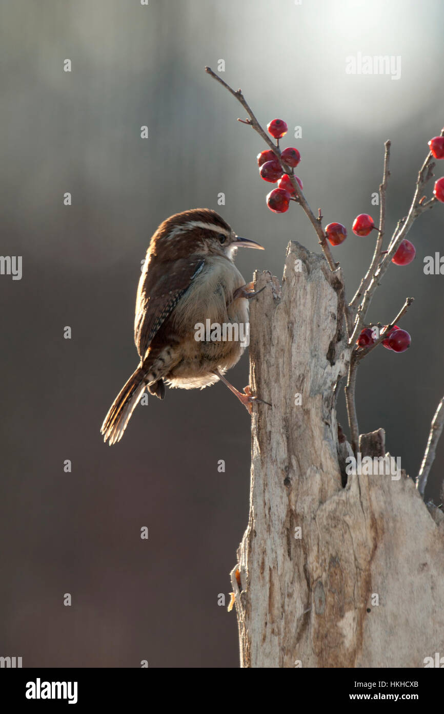 Carolina wren perched on weathered post with winterberry Stock Photo