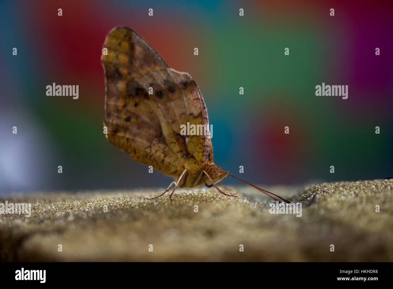 Butterfly legs close up hires stock photography and images Alamy