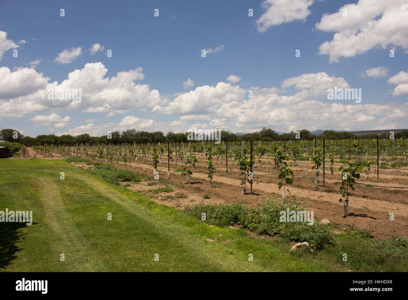 Walk in Vinyard Stock Photo