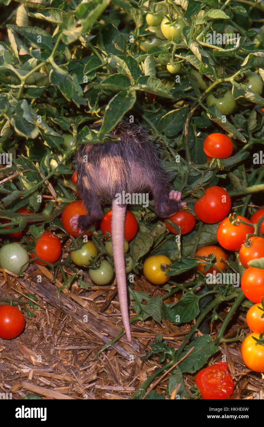 Pest in the garden Possum tail and rear end visible in tomato plants