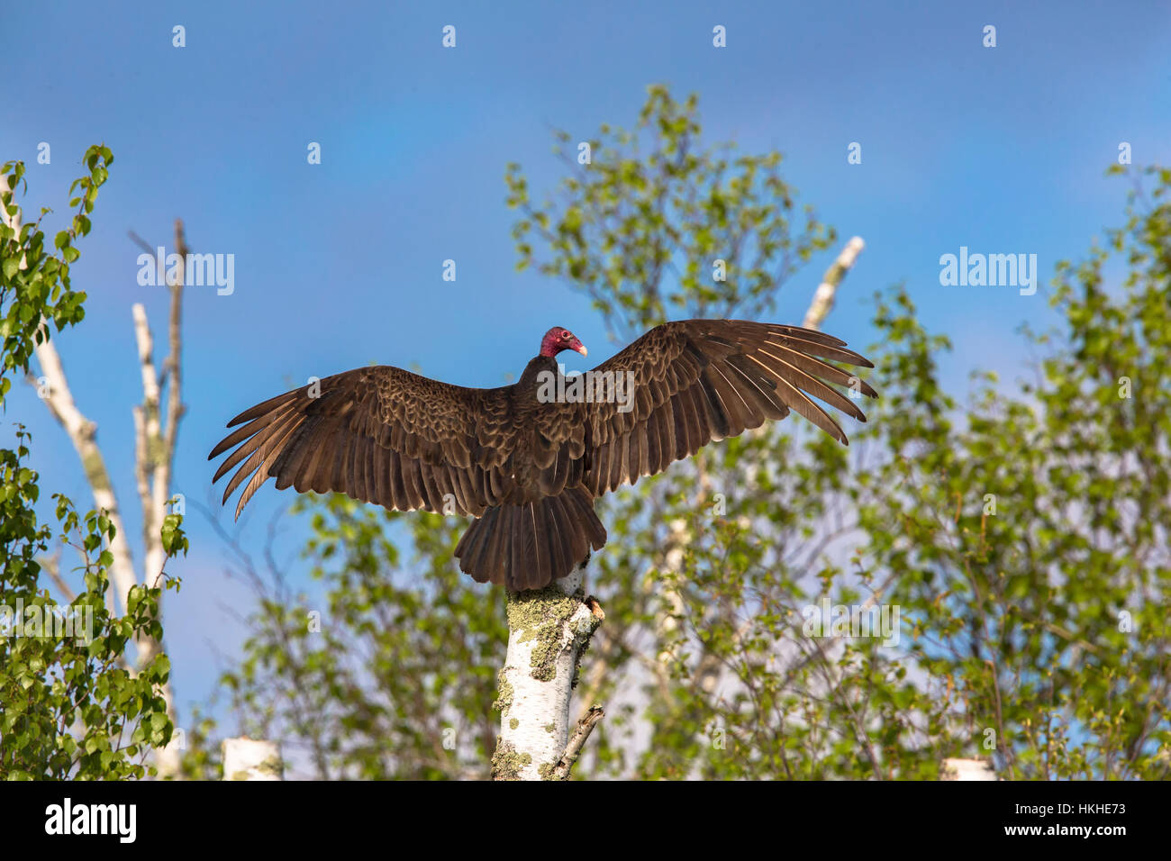 Turkey Vulture Stock Photo