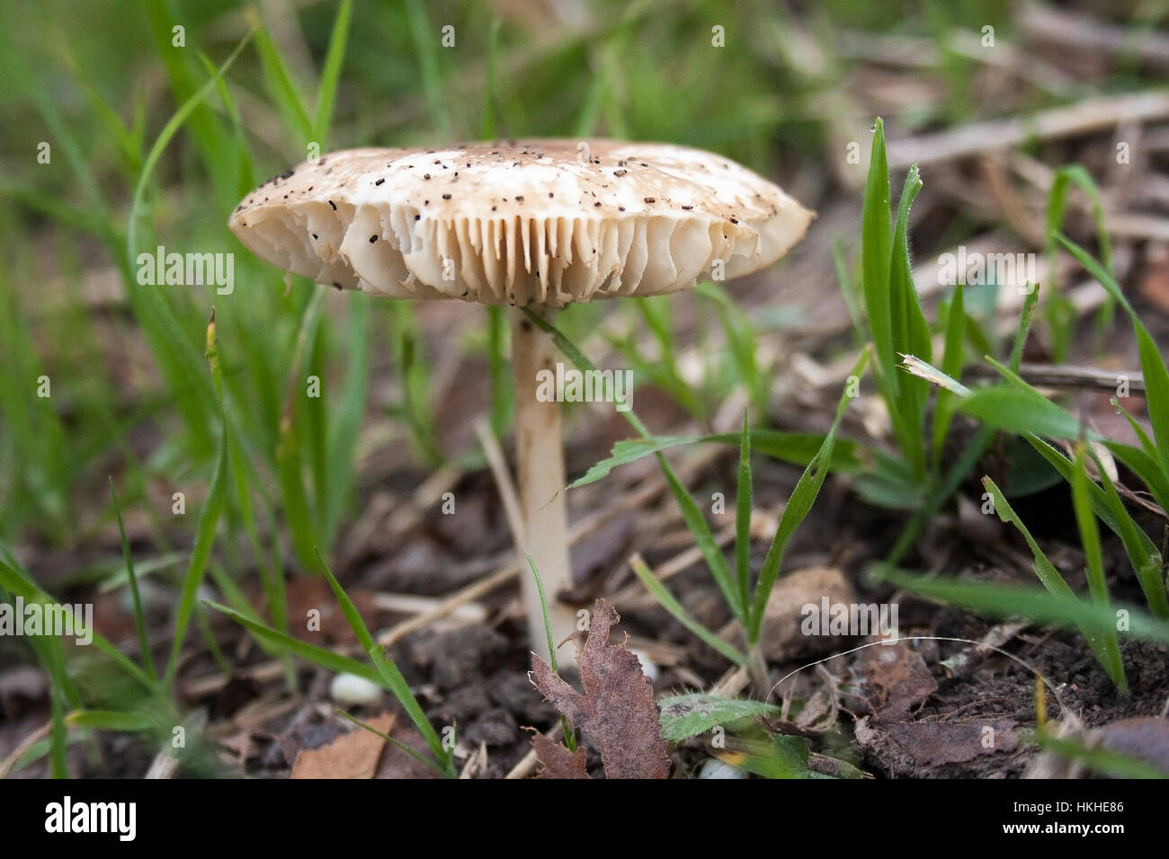A white mushroom growing wild in Hawaii. Stock Photo