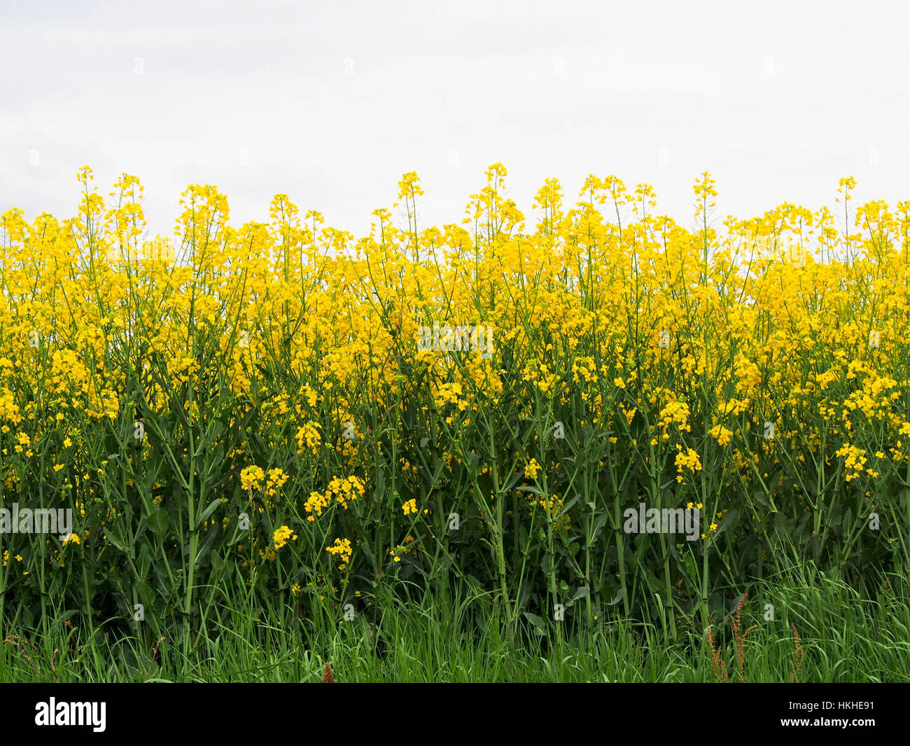 A field of bright yellow flowers in the French countryside. The flowers