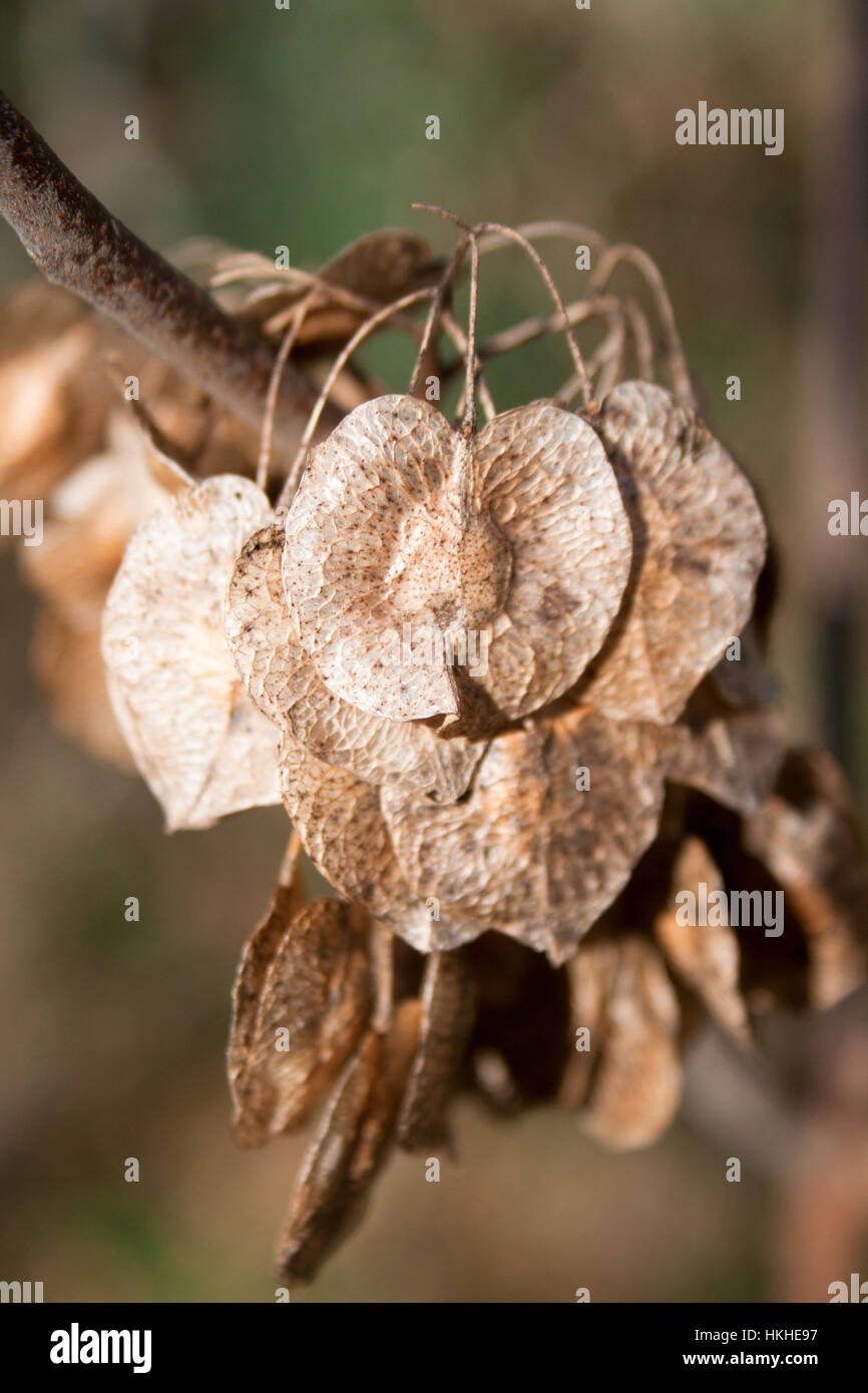 Seed Of Elm Tree Stock Photos & Seed Of Elm Tree Stock Images Alamy