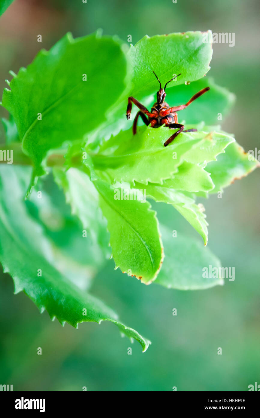 A red and black bug on a leaf appears to wave at the viewer Stock Photo ...