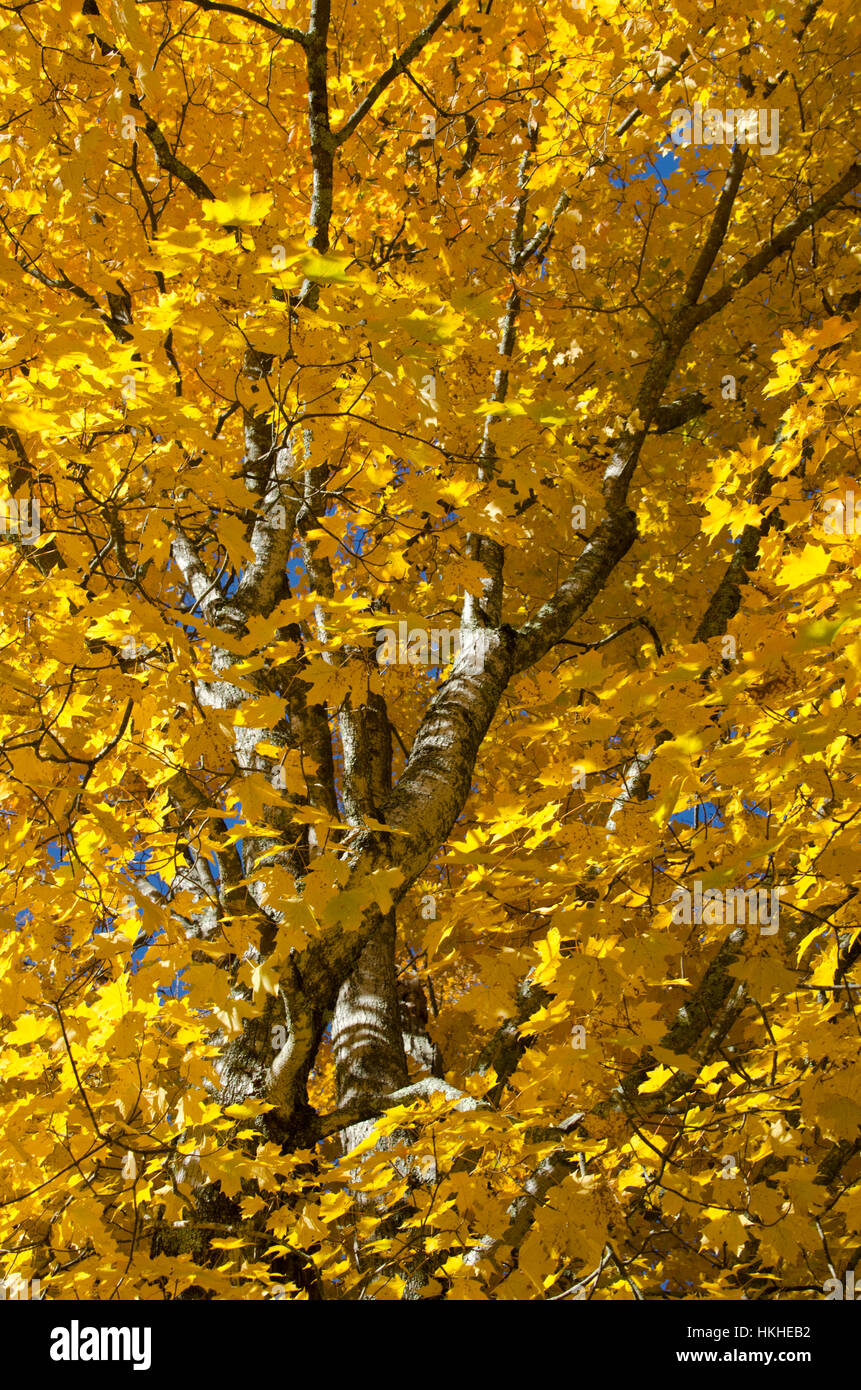 Soaring yellow maple (Acer) tree in fall, Maine, USA Stock Photo Alamy