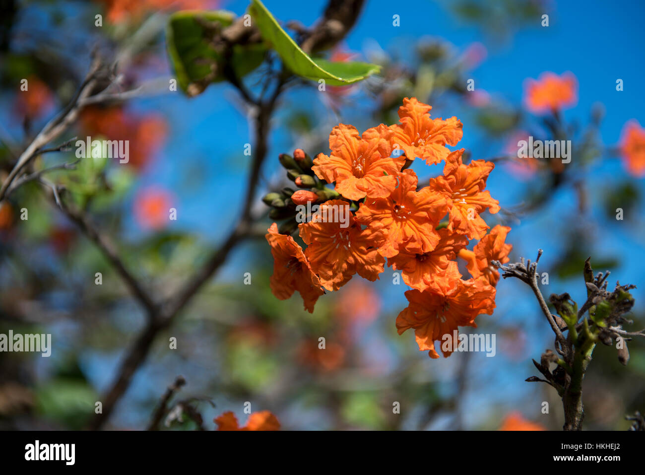Orange Geiger Tree High Resolution Stock Photography And Images Alamy