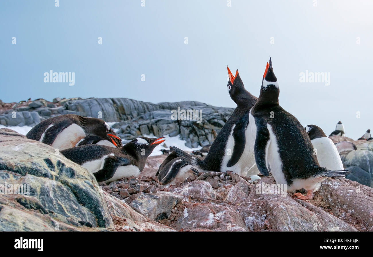 Gentoo Penguins on their nests made of pebbles. An egg is visible in the nest of the standing pair. Stock Photo