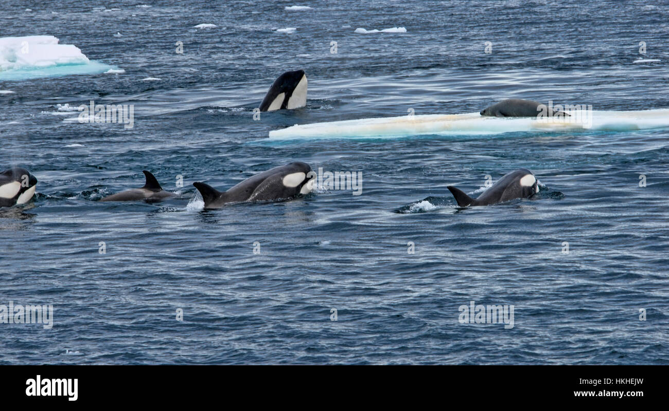 A pod of Orcas going after a crab-eater seal on an ice floe. The adult orcas were teaching the young. Antarctica Stock Photo