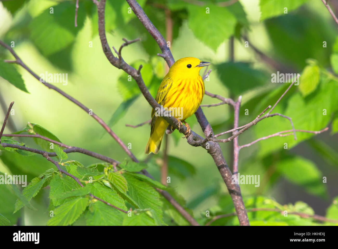 Yellow Warbler - Male Stock Photo - Alamy