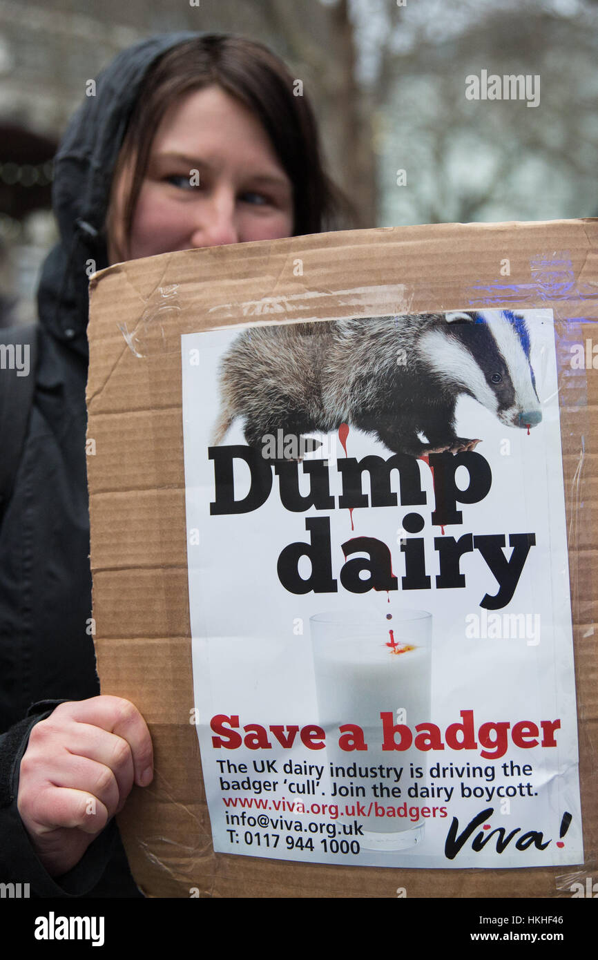 London, UK. 26th January, 2017. An animal rights campaigner prepares to march in remembrance of 10,866 badgers killed in the UK during the 2016 season Stock Photo