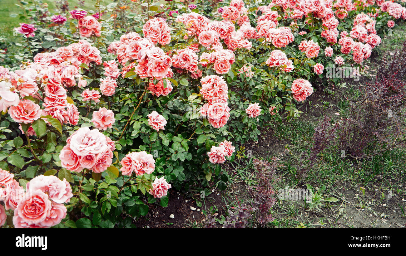 Flowerbed of Bright Pink Roses (Rosea) in an English Country Style Stock Photo