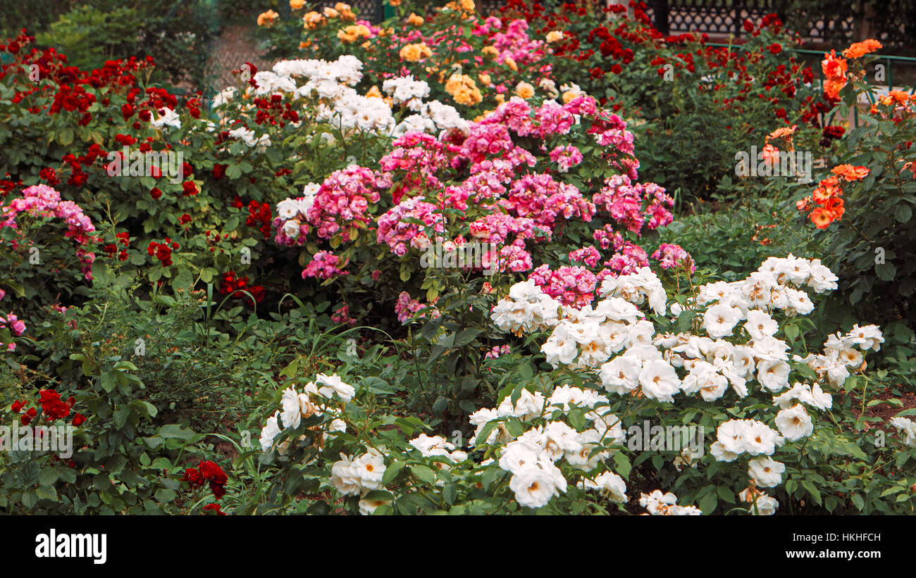 Beautiful roses garden, flowerbed with different color rose-flowers, vintage toned colorized Stock Photo