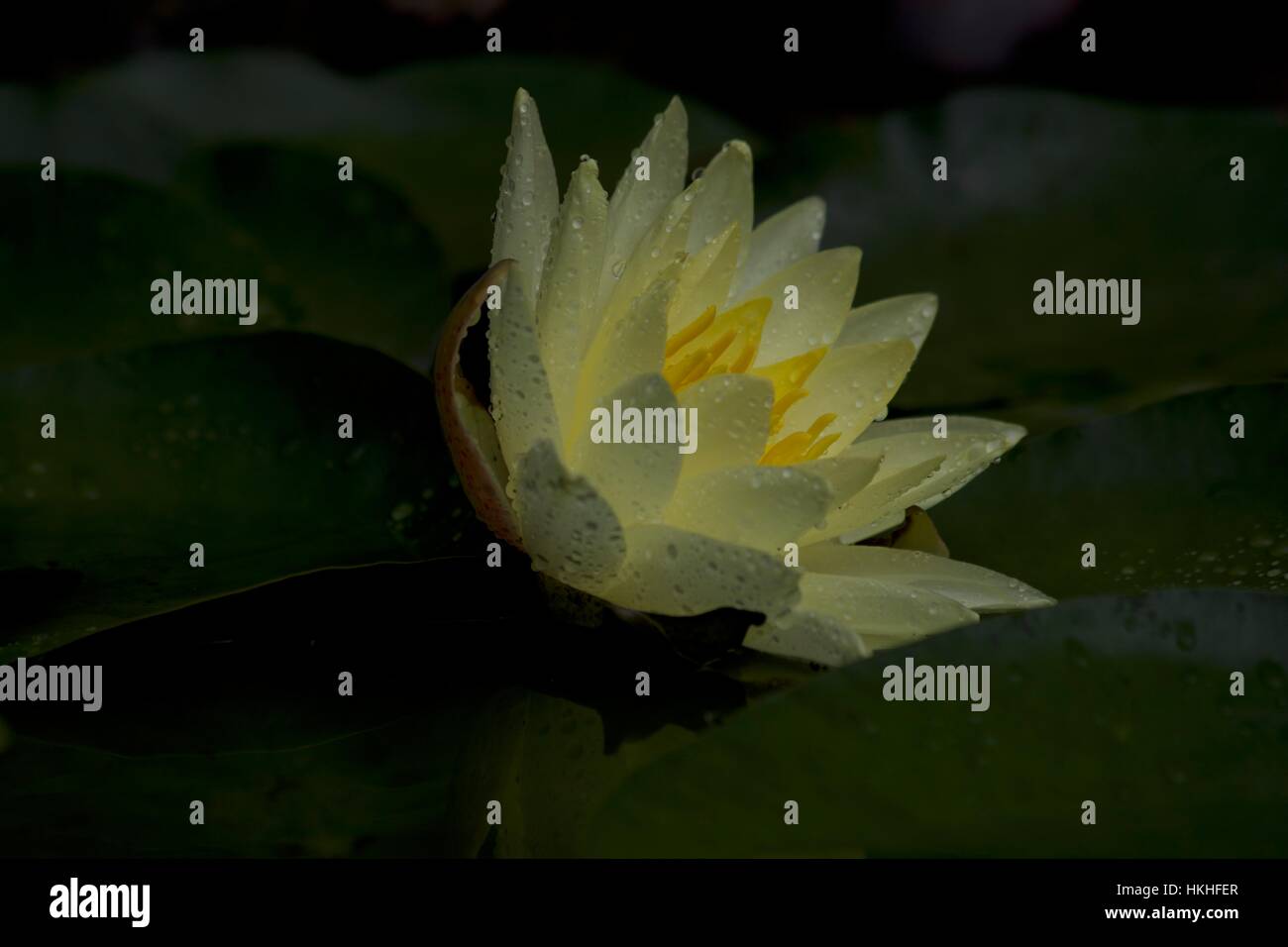 Yellow water lily Stock Photo - Alamy