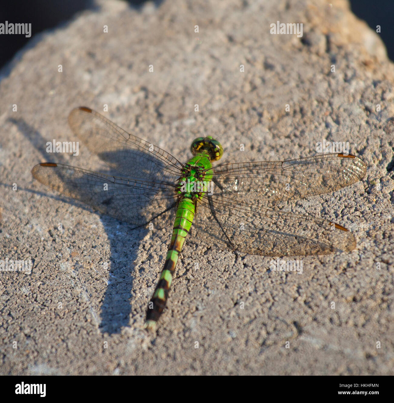 Green dragonfly that is resting on a grey brick Stock Photo - Alamy