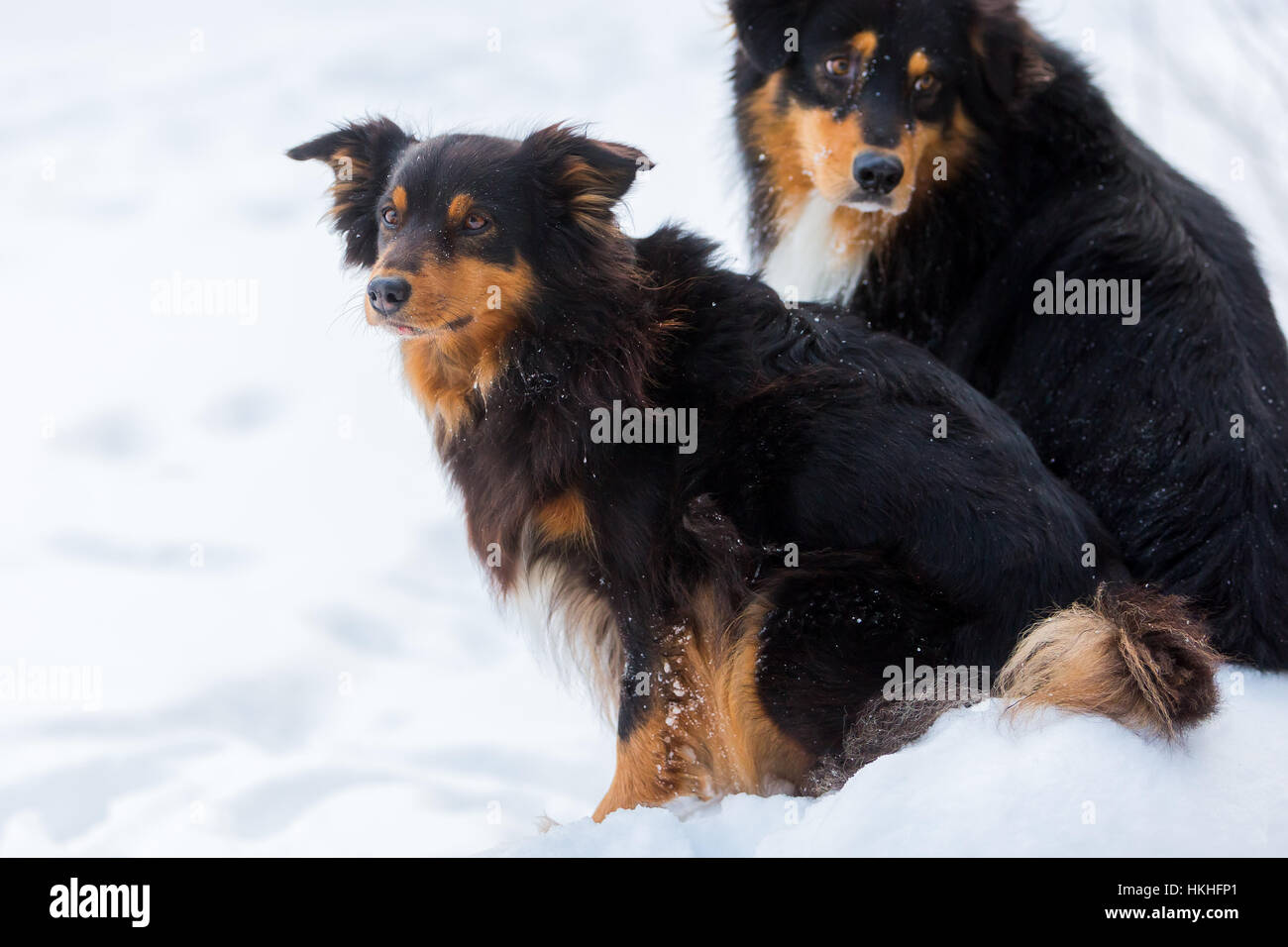 portrait of two Australian Shepherd dogs in the snow Stock Photo - Alamy