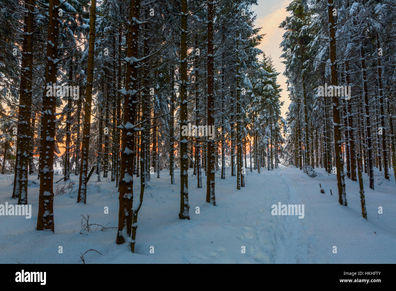 sunset viewed out of a forest at wintertime Stock Photo - Alamy