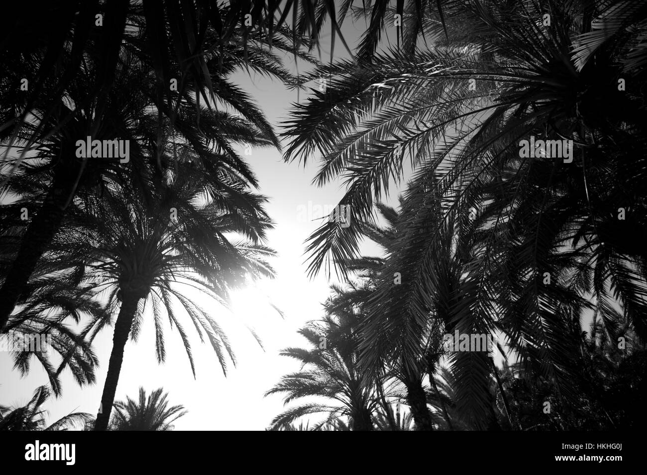 silhouette of palm frond. growth, palm tree, nature, pattern. Stock Photo