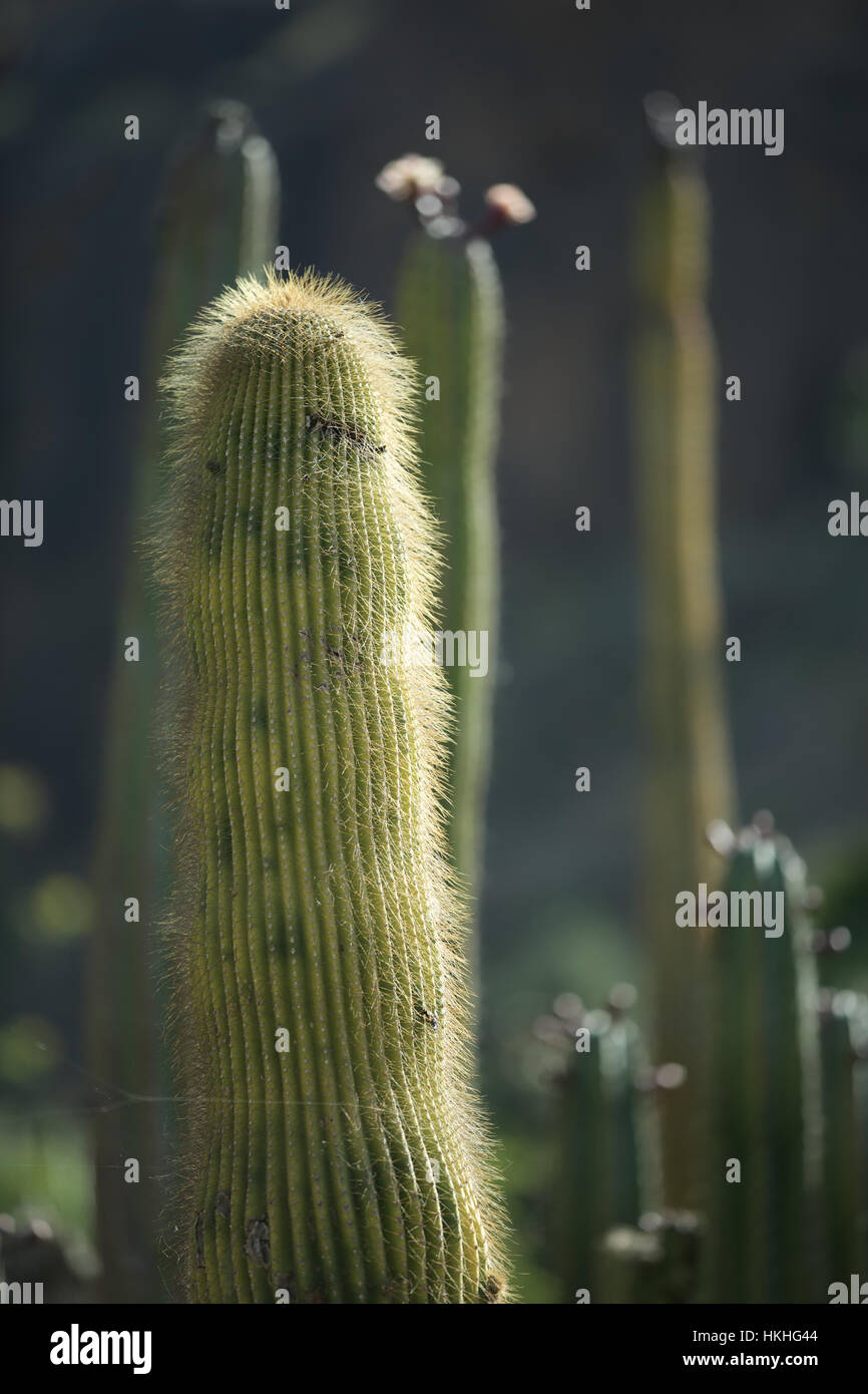cactus plant. spikes=, organic, nature, forest. Stock Photo