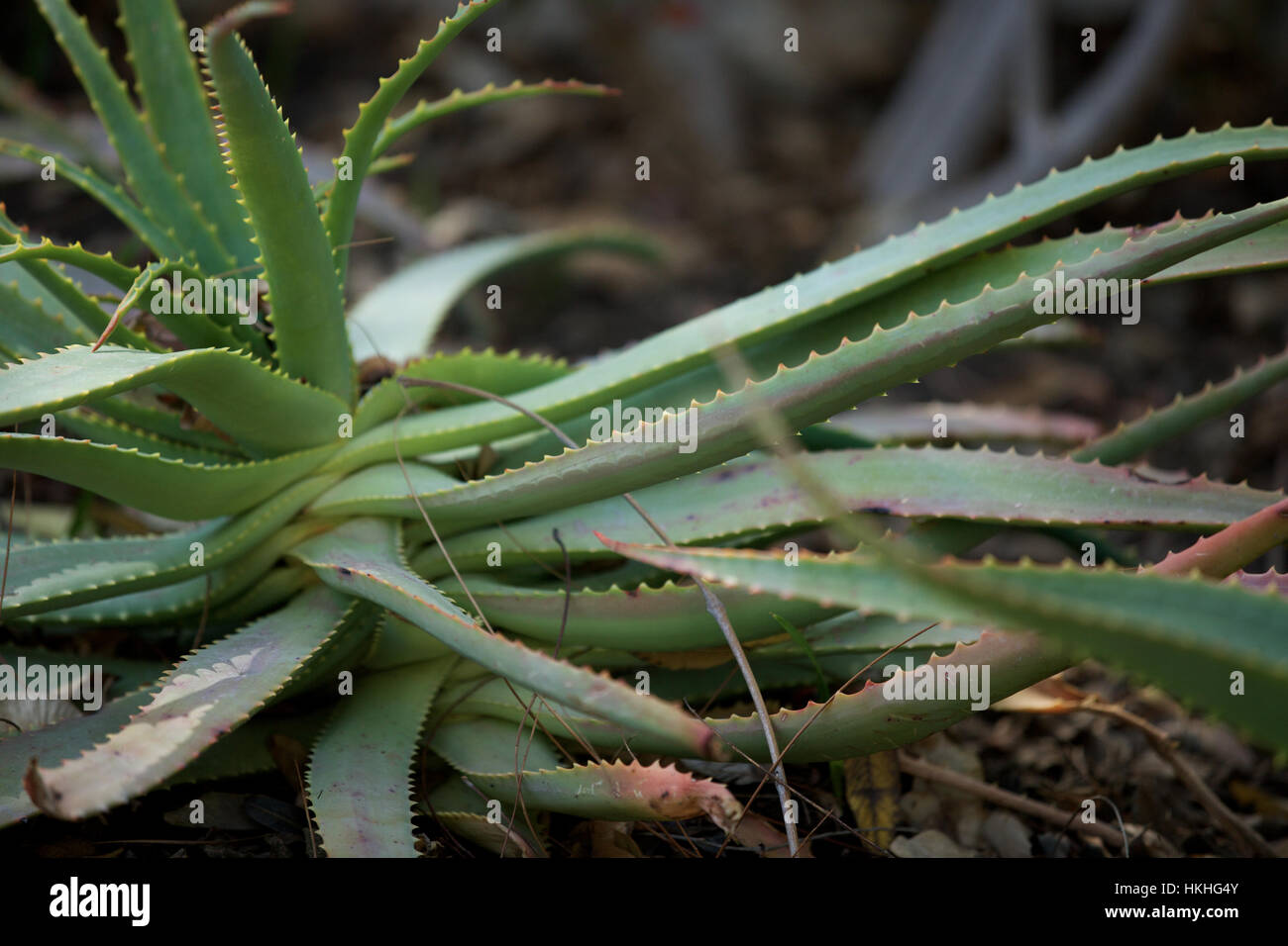 Aloë hi-res stock photography and images - Page 22 - Alamy