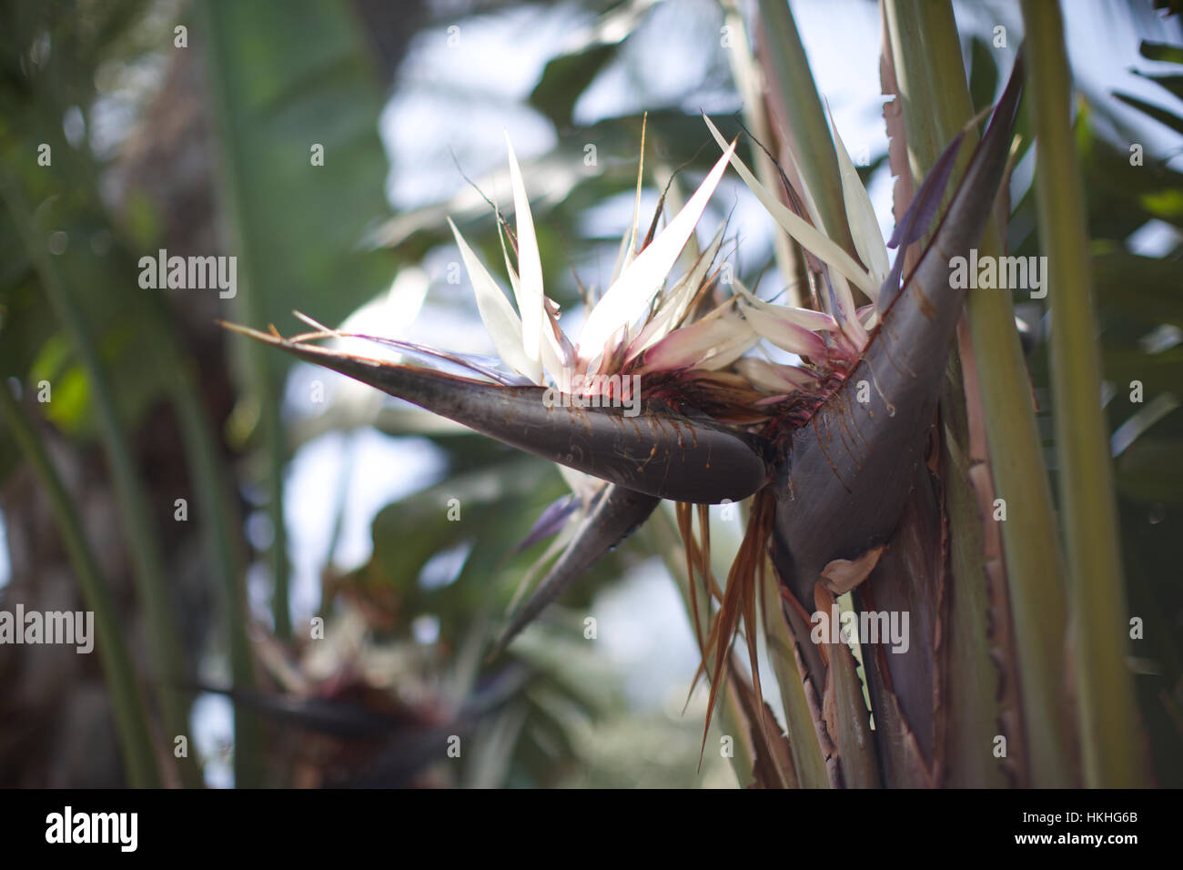 Dried palm tree leaves hires stock photography and images Alamy