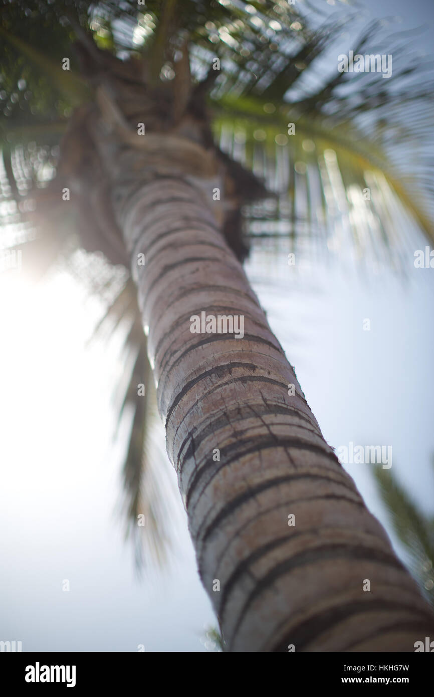 palm tree trunk. growth, palm tree, frond, leaves Stock Photo Alamy