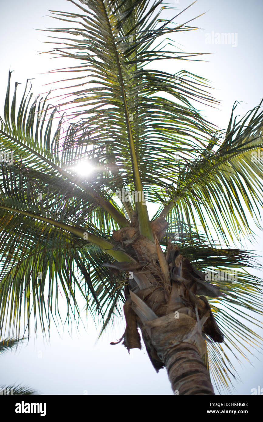 palm tree with frond. growth, palm tree, nature, branch Stock Photo Alamy