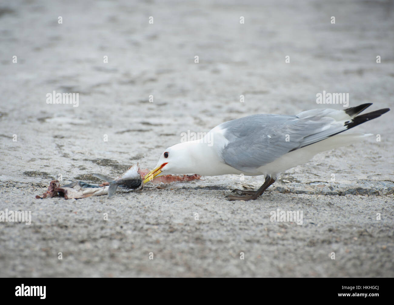 Seagull having lunch Stock Photo