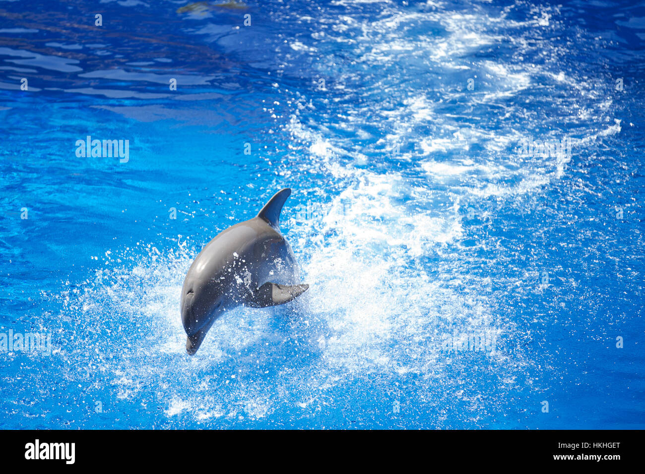 dolphin splashing at zoo. swimming pool, animal, flipper, fish. Stock Photo