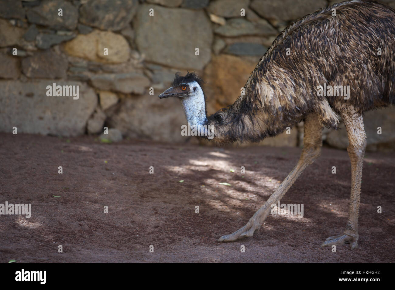 emu at zoo. flightless, bird, nature, beak. Stock Photo