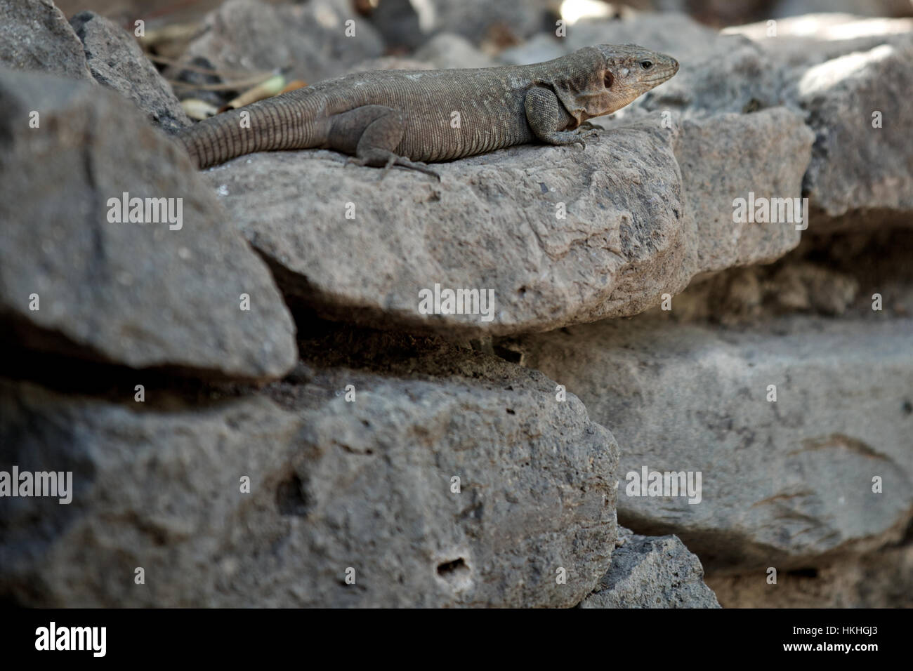 lizard on rock at zoo. animal, swift, reptile, alert. Stock Photo