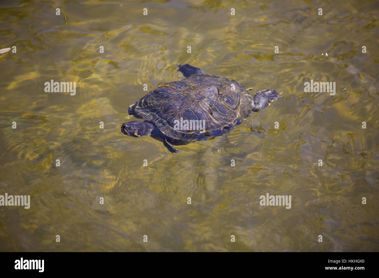 turtle on water surface. aquatic, natural, animal, creature. Stock Photo