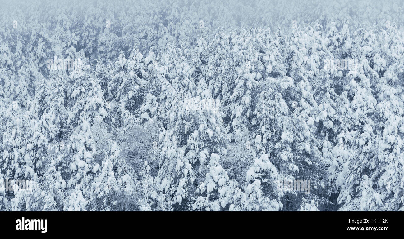 Pine trees and snow in winter landscape. Stock Photo