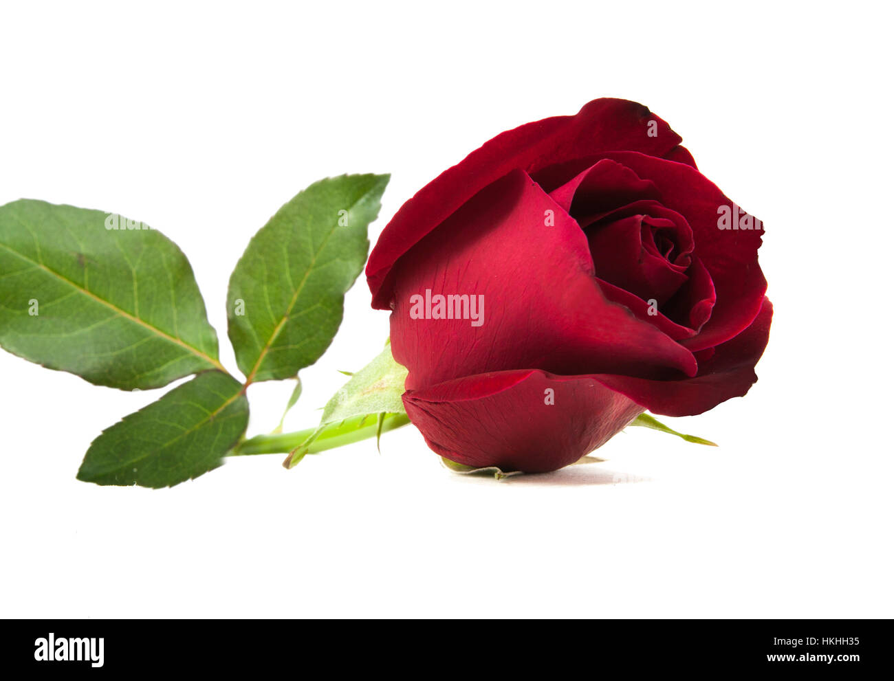 red rose isolated on white background Stock Photo - Alamy