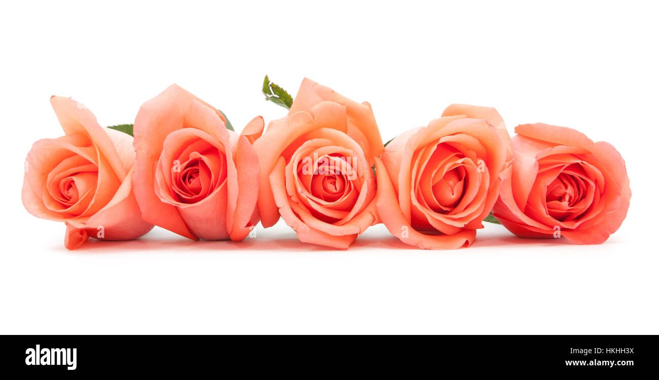 pink rose isolated on white background Stock Photo - Alamy