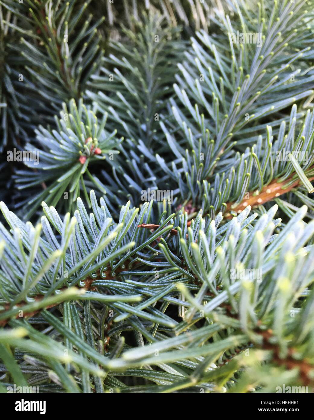 Noble fir tree hires stock photography and images Alamy