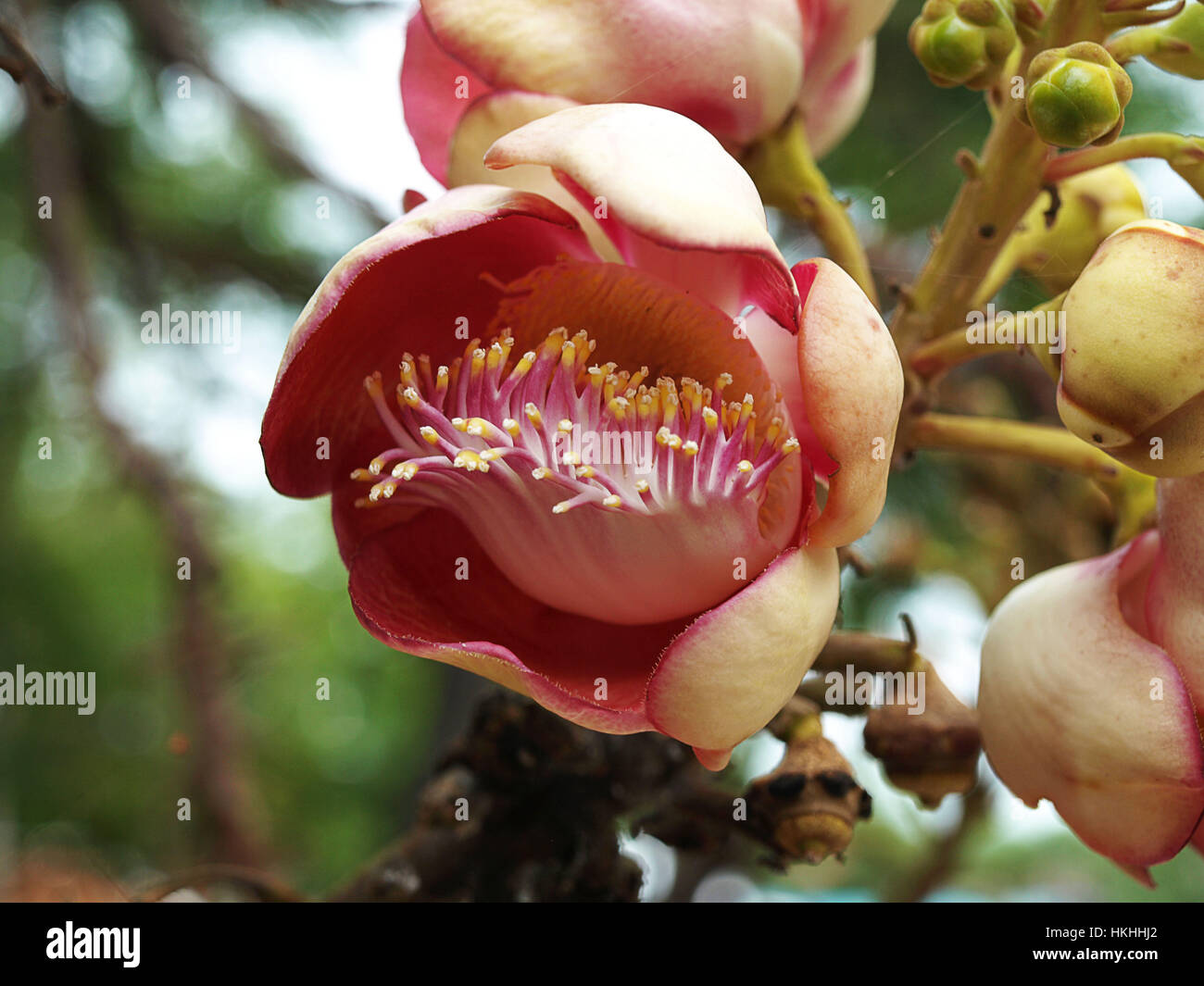 Sal Tree, Sal of India, Couroupita guianensis Aubl. The plant in Buddhism history. Stock Photo