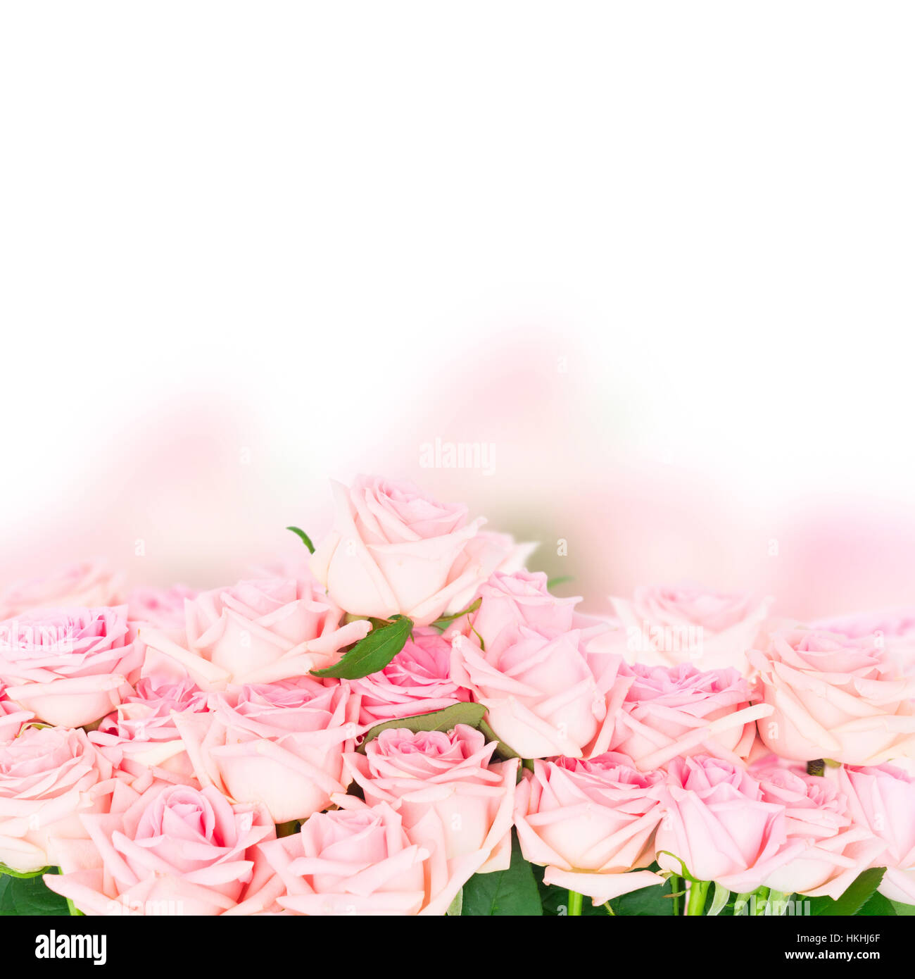 Pink blooming roses Stock Photo - Alamy