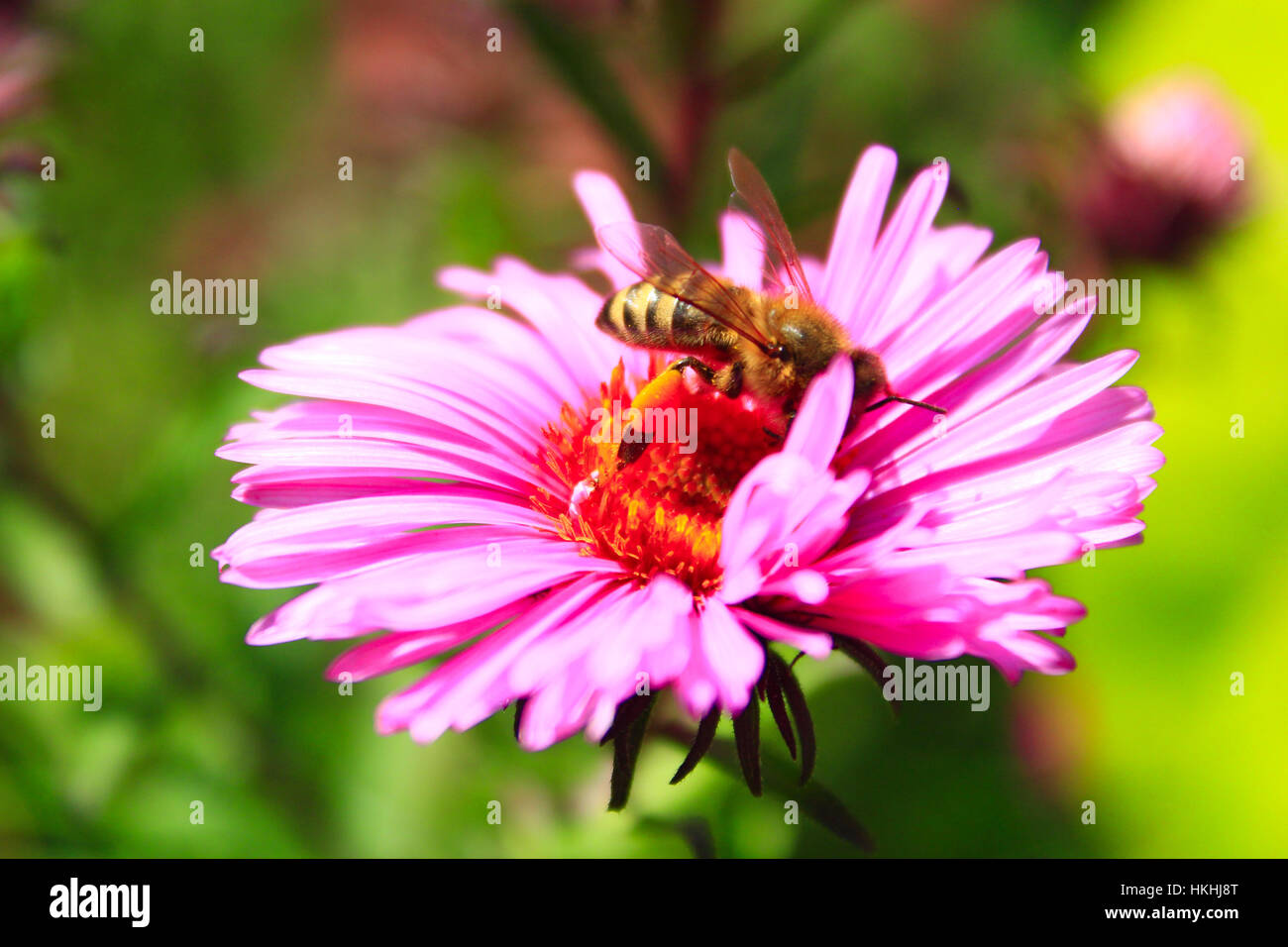 bee sits on the flower of aster and collects nectar Stock Photo