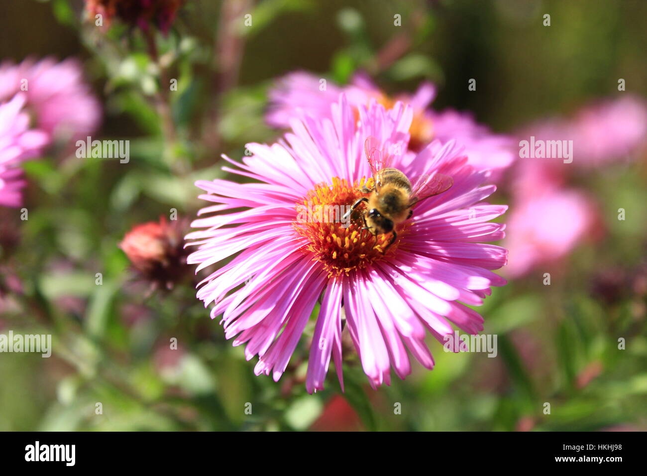 bee climbs on the flower of aster and collects nectar Stock Photo