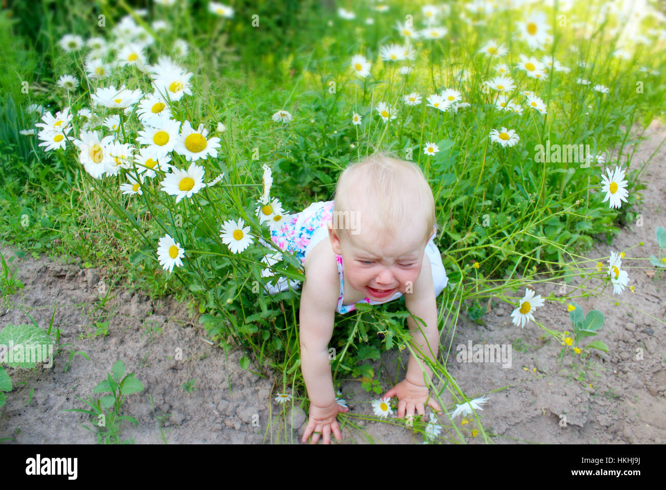 baby falls down in flower-bed of white beautiful chamomiles in the garden Stock Photo