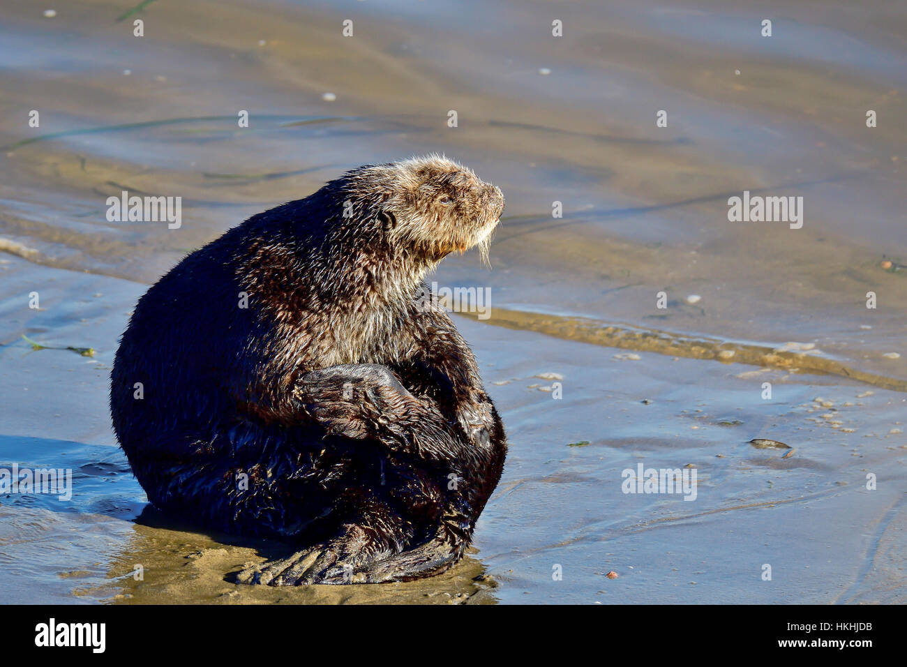 California Sea Otter Stock Photo