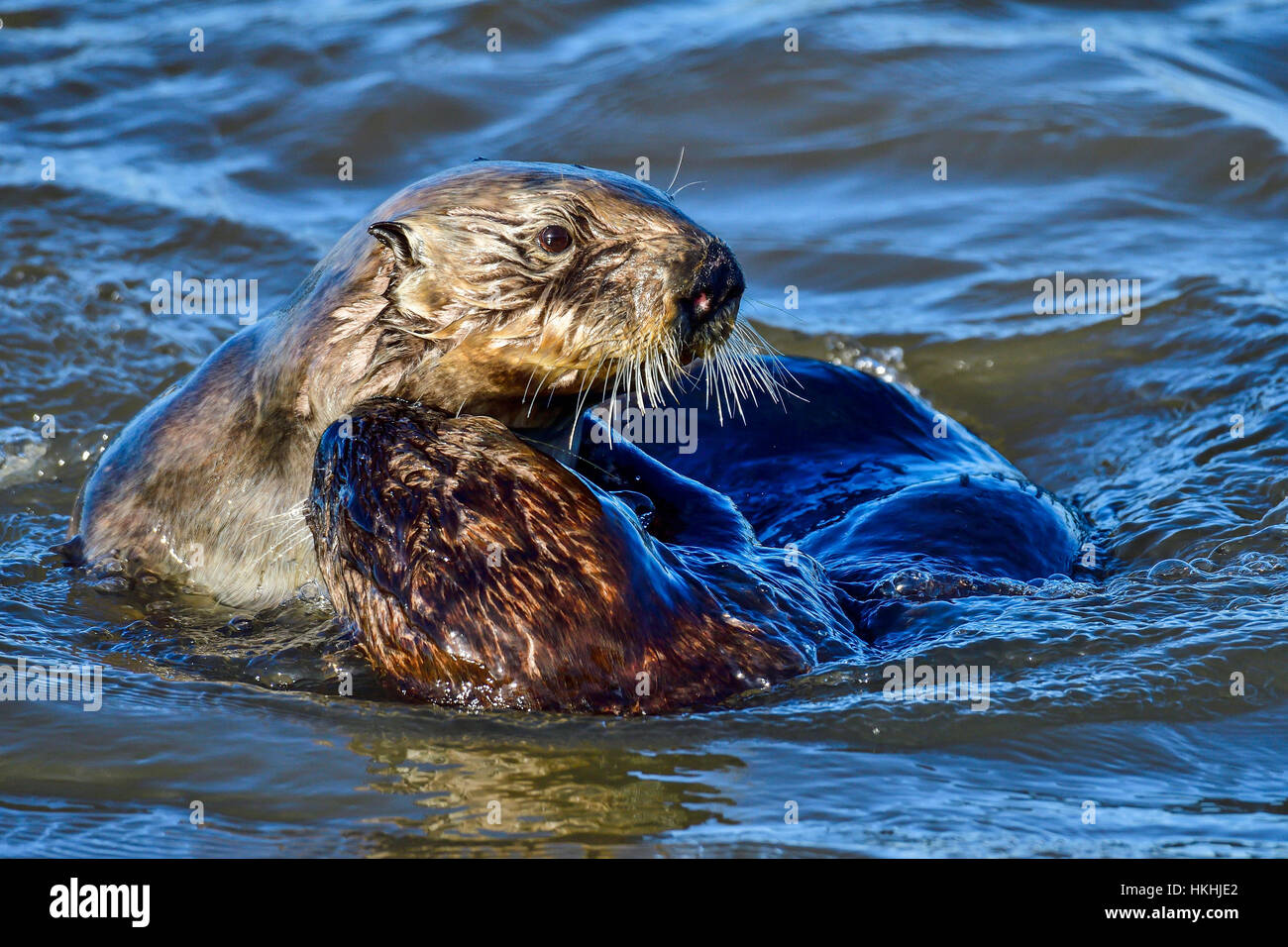 California Sea Otter Stock Photo