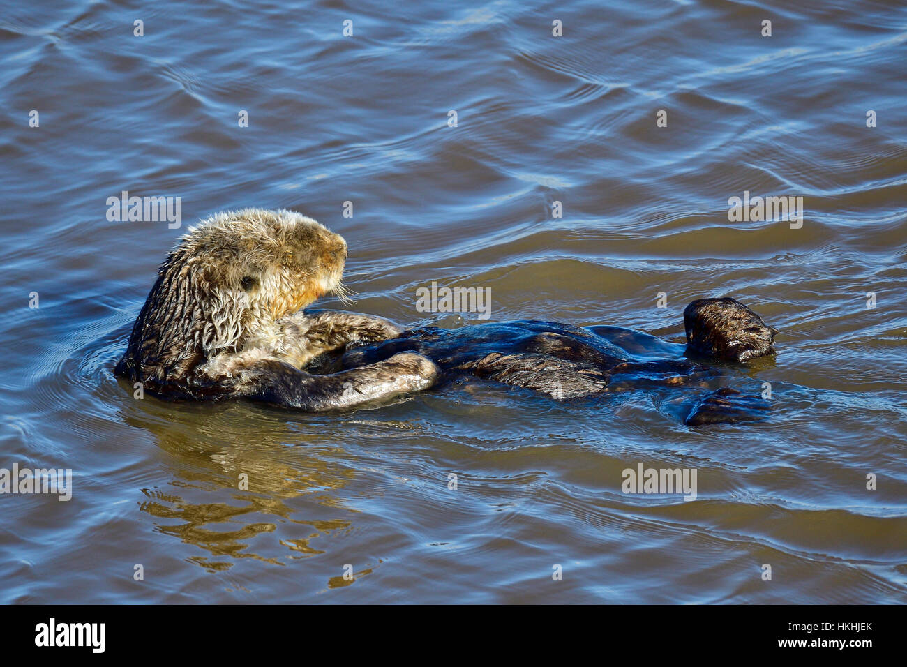 California Sea Otter Stock Photo Alamy