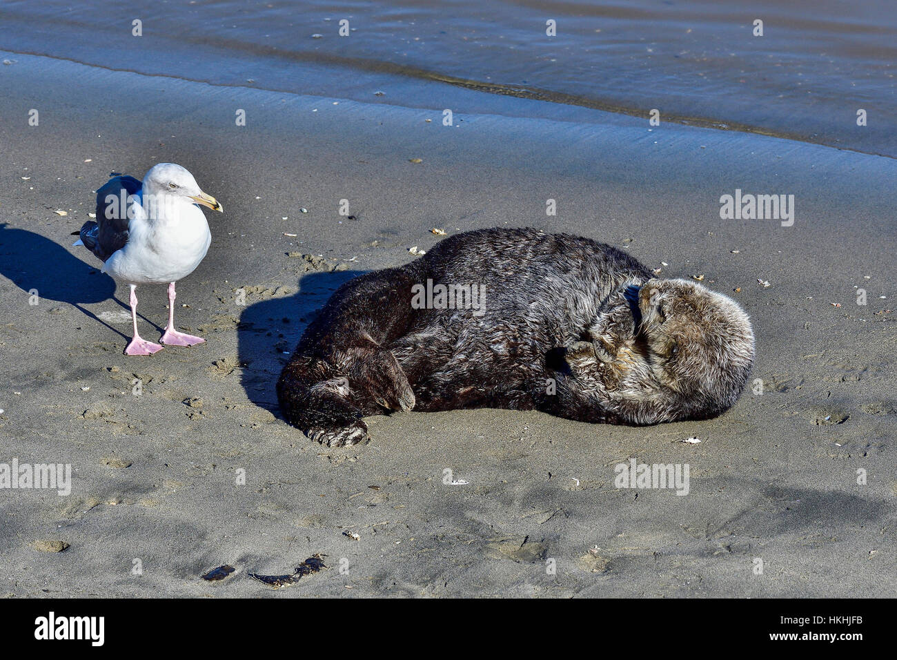 California Sea Otter with the guard Stock Photo