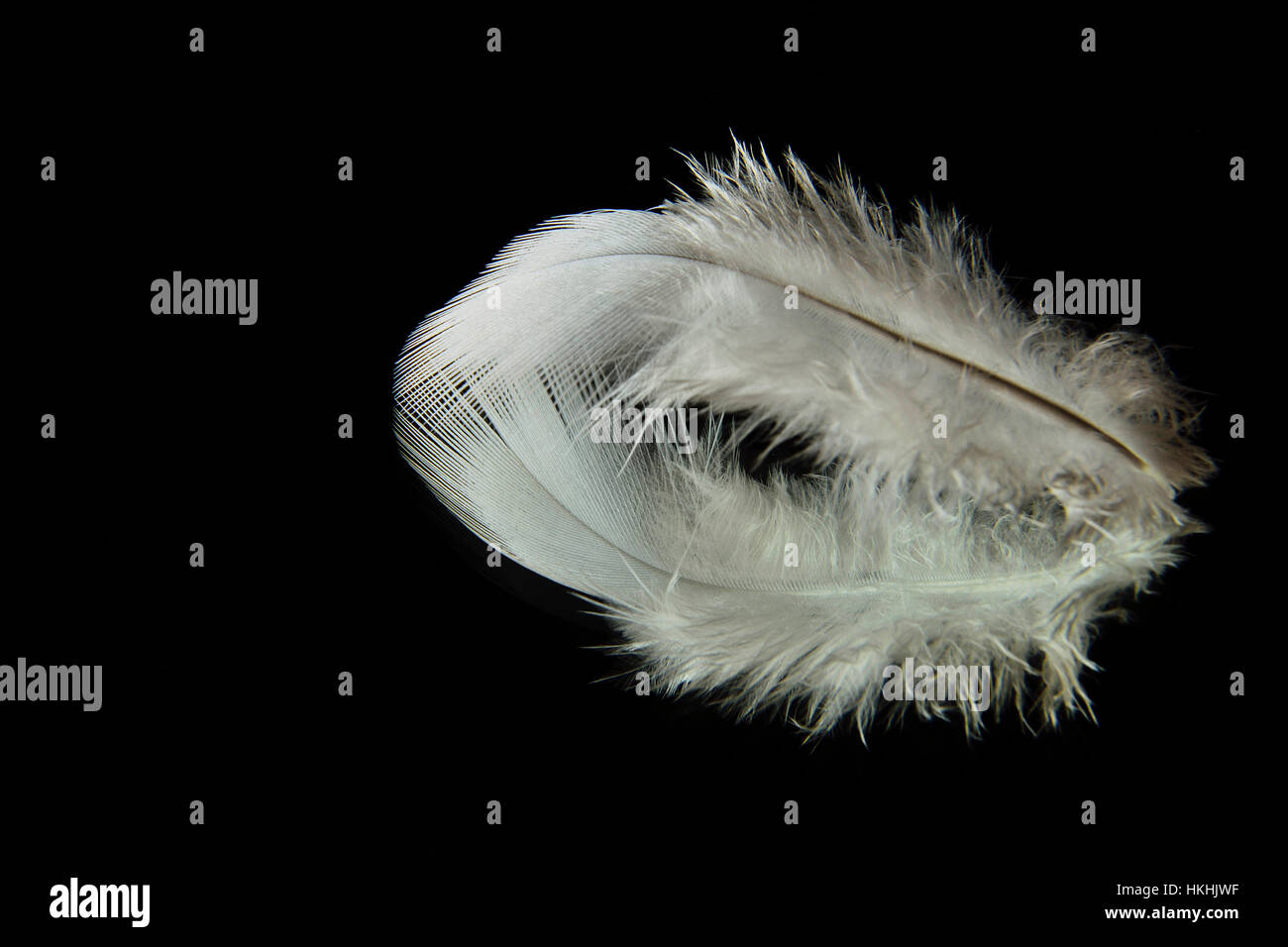 White feather and its reflection on the black background Stock Photo ...